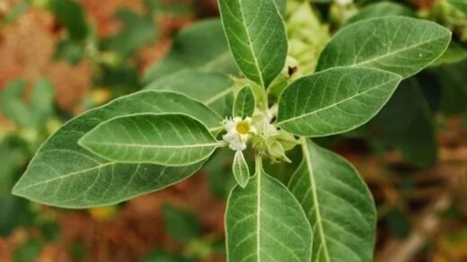 Ashwagandha's Uses, Benefits, Dosage, Side Effects and More