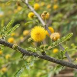 Babool Tree (Acacia Nilotica) in Ayurvedic Medicine: It's Uses & Benefits