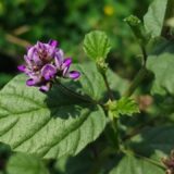 Bakuchi Benefits: Ayurvedic Uses, Skin Remedies, Properties & More