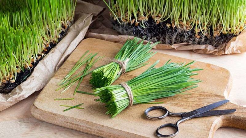 Benefits Of Wheatgrass Juice - Ayurveda Green Wonder Food