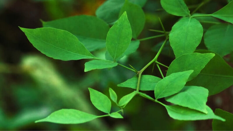 Bilva (Aegle Marmelos) - Medicinal Uses of Leaves, Fruits & Roots