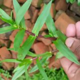 Hilamochika Plant: Ayurveda – Uses, Benefits, and Remedies
