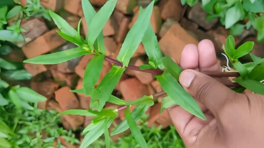 Hilamochika Plant: Ayurveda – Uses, Benefits, and Remedies