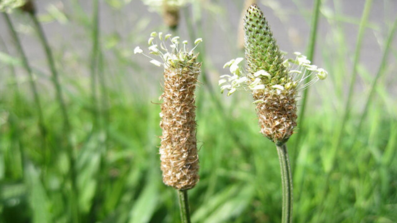 Isabgol In English । Top 10 Health Benefits & Uses