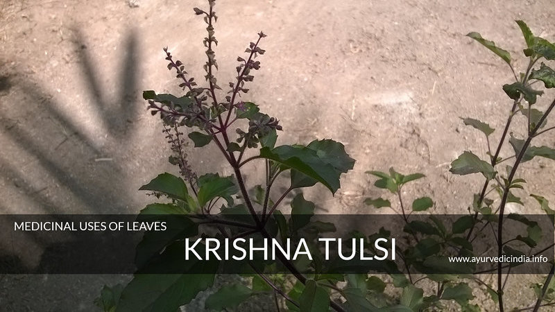 Krishna Tulsi - It's Scientific Name & Uses Of Leaves