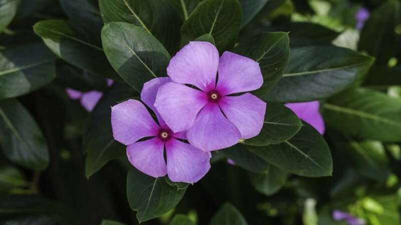 Periwinkle Plant - Medicinal Uses Of Leaves & Flowers-Ayurveda