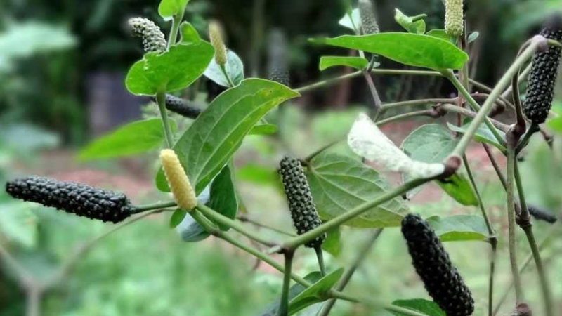 Pippali (Piper Longum) Health Benefits, Uses & Side Effects