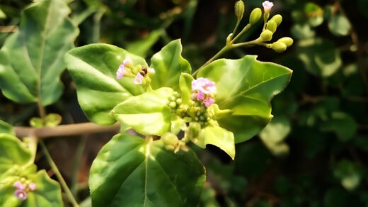 Punarnava Herb (Boerhavia diffusa): Uses, Dosage, Side Effects & More