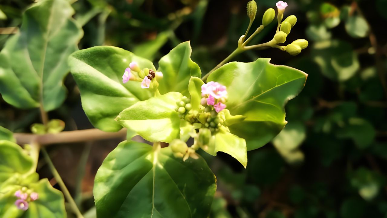 Punarnava Herb (Boerhavia diffusa): Uses, Dosage, Side Effects & More