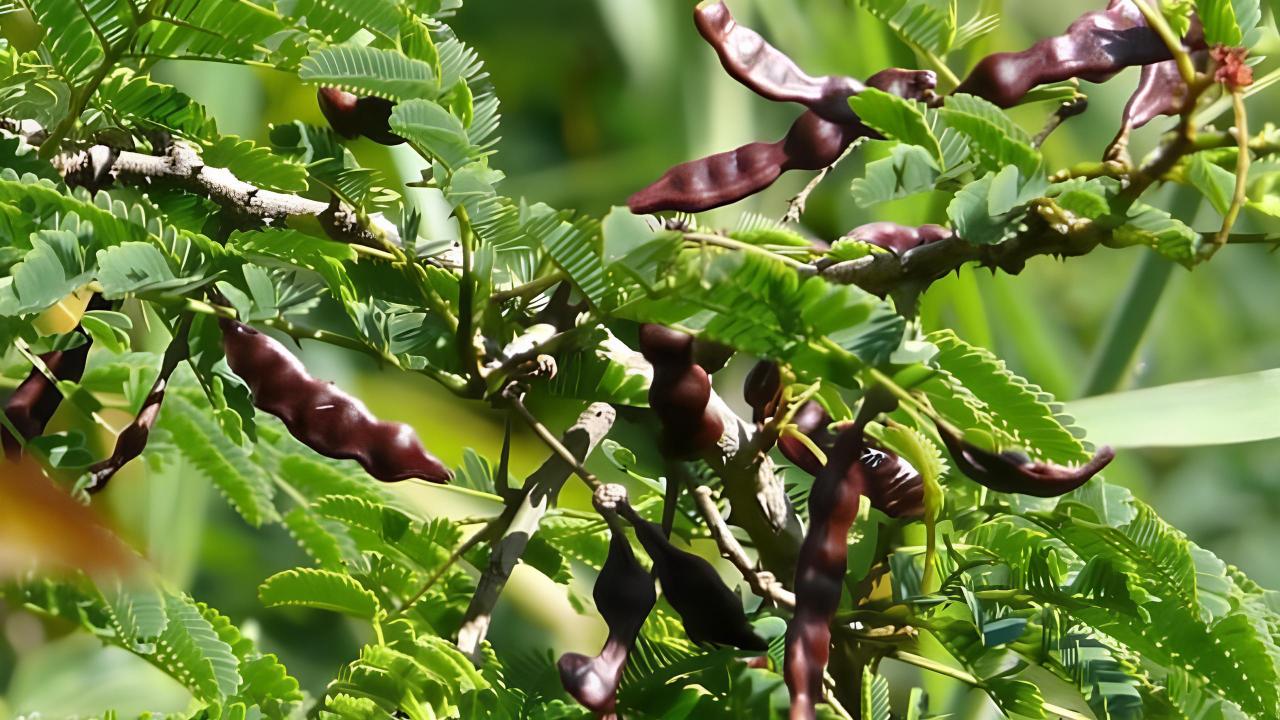 Shikakai (Acacia Concinna): Ayurvedic Herb for Hair & Health