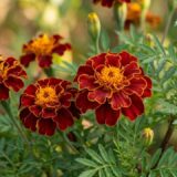 Top 10 Amazing Health Benefits & Uses of Marigold Leaves