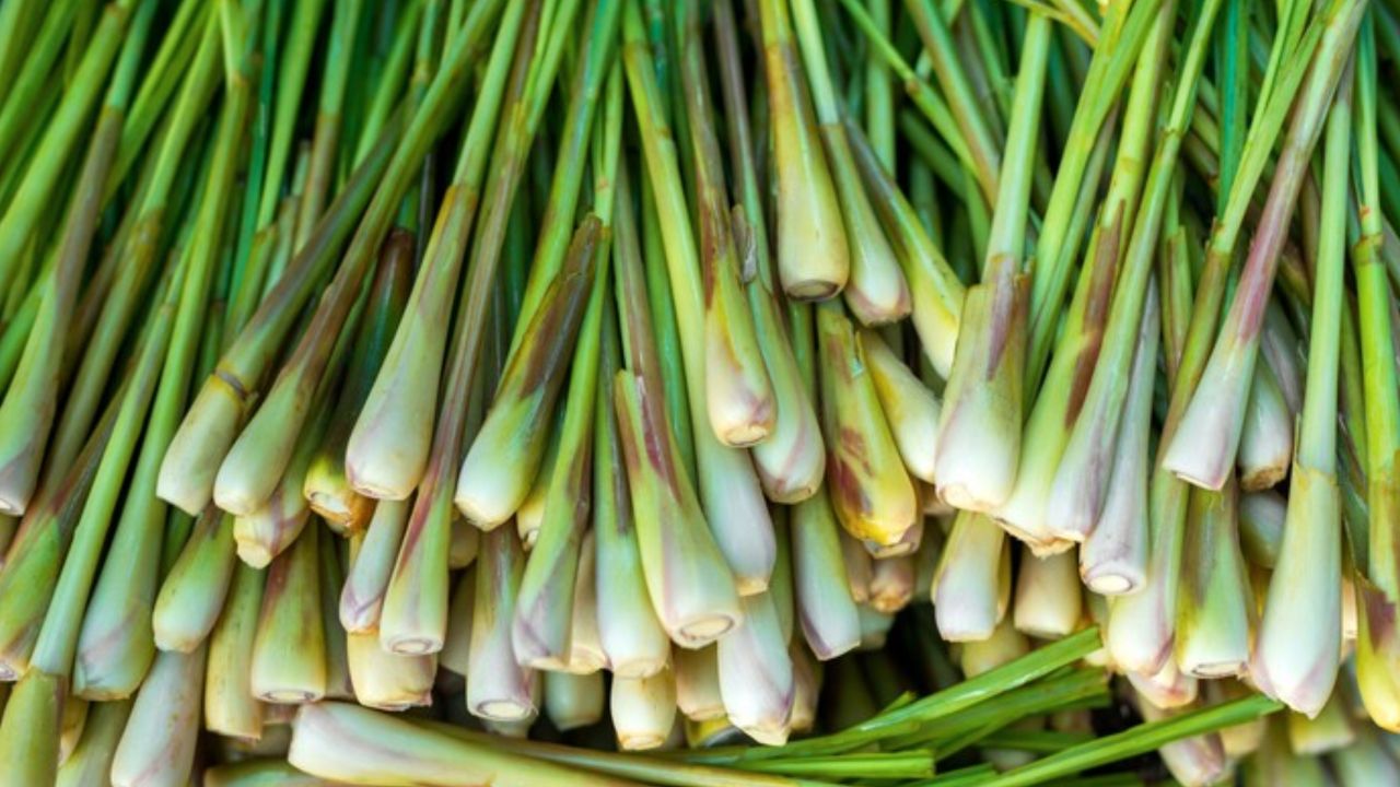 Top 10 Health Benefits of Lemongrass You Should Know