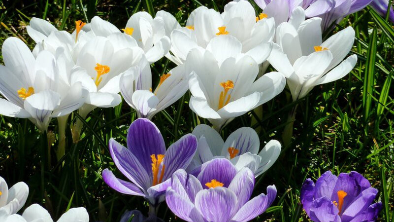 Top 6 Health Benefits Of (ZafaranKesar) Saffron Flower
