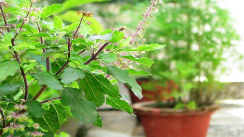 Tulsi Plant Leaves - It's Health Benefits & Medicinal Uses